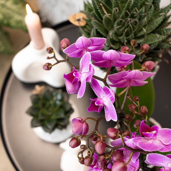 Paars/ roze Phalaenopsis orchidee - Mineral Vienna