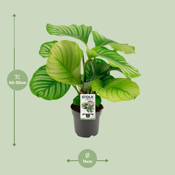 Calathea Orbifolia