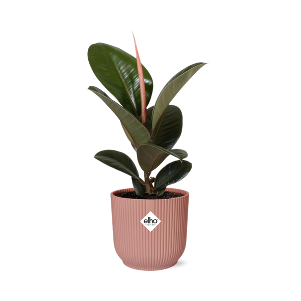 Ficus Elastica ‘Robusta’ in ELHO Vibes Fold roze
