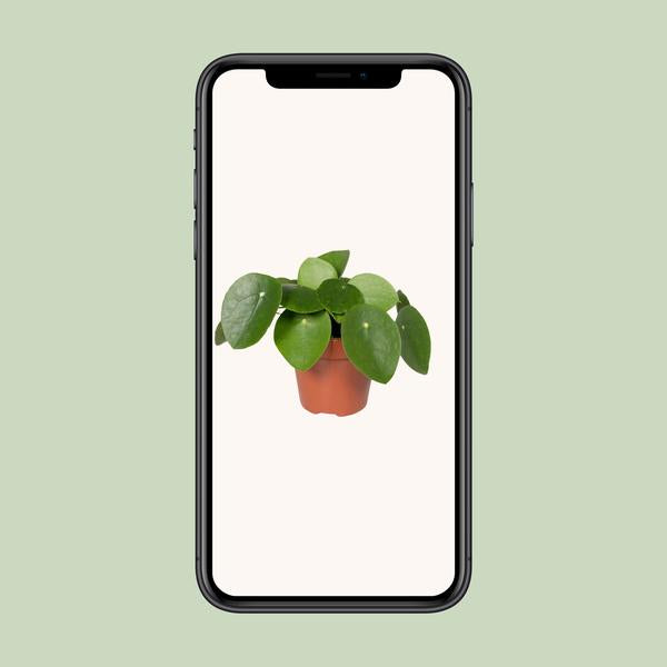 Pilea Peperomiodes - Pannekoekenplant