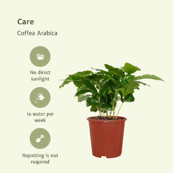 Coffea Arabica (Koffieplant) - 2 stuks