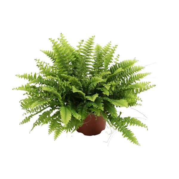 Nephrolepis Boston Green Moment