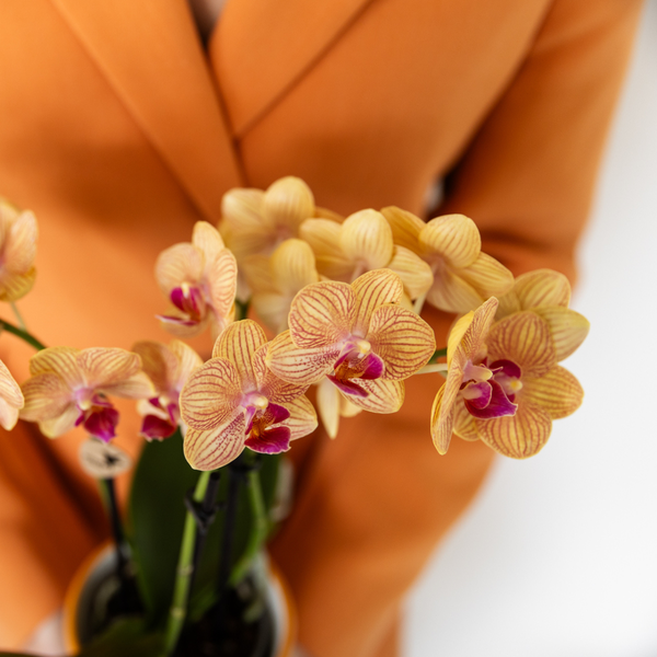 Oranje Phalaenopsis orchidee - Jamaica + Painted Stripe pot oranje
