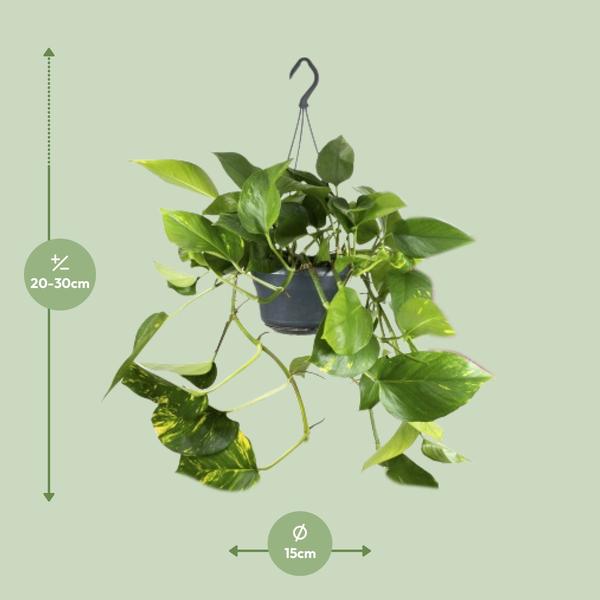 Epipremnum Aureum - Ø15cm - ↕25cm