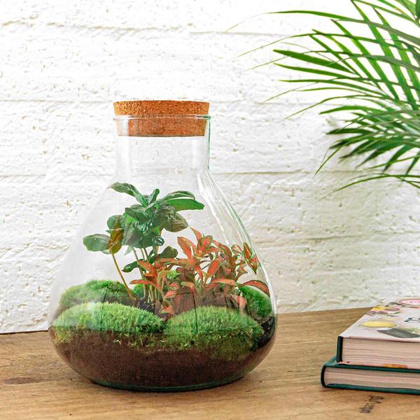 Terrarium - Sammie Coffea - Normal