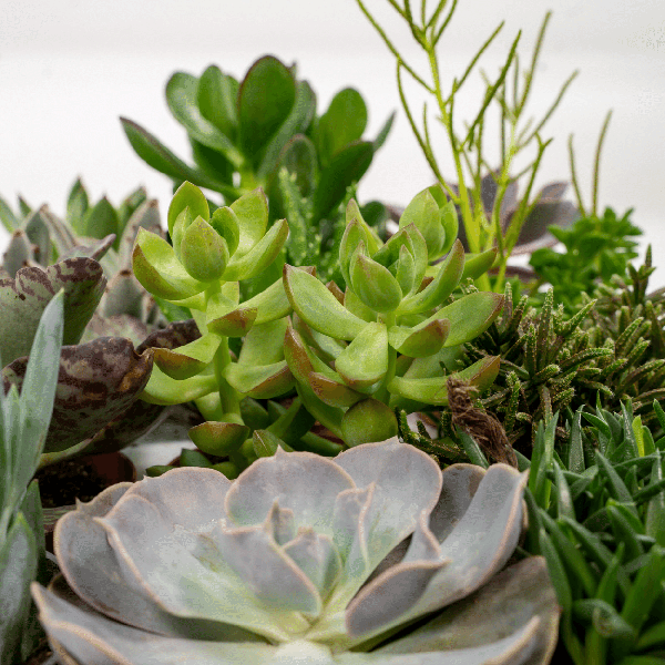 Succulenten Mix - 18 stuks - 10 cm - Ø8,5