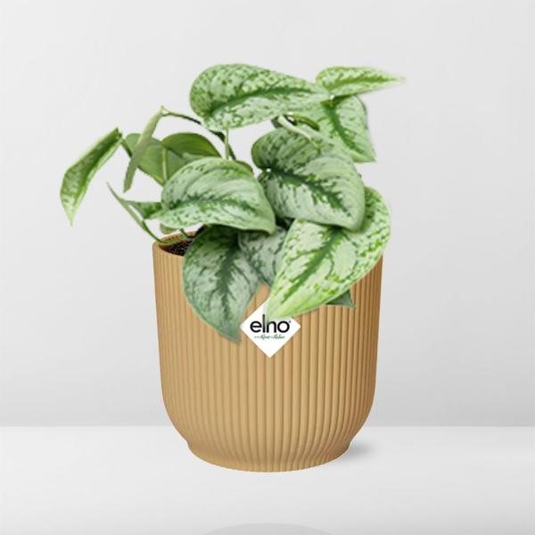 Scindapsus Pictus ‘Trebie’ in ELHO Vibes Fold geel