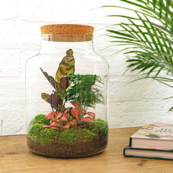 Terrarium - Milky