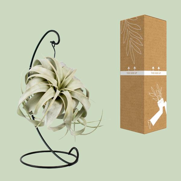 Tillandsia King Xero