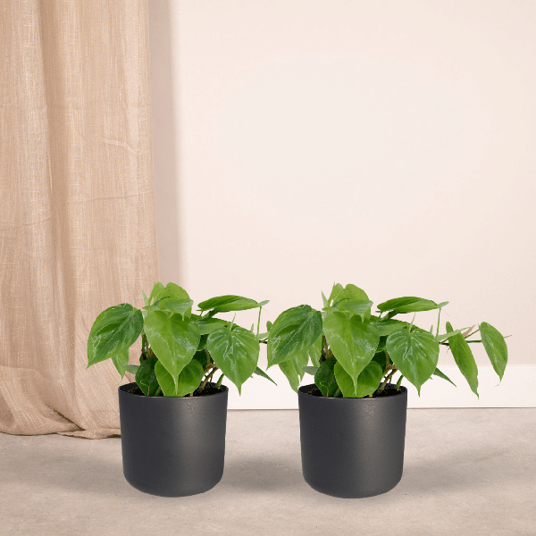 Philodendron Scandens - set van 2