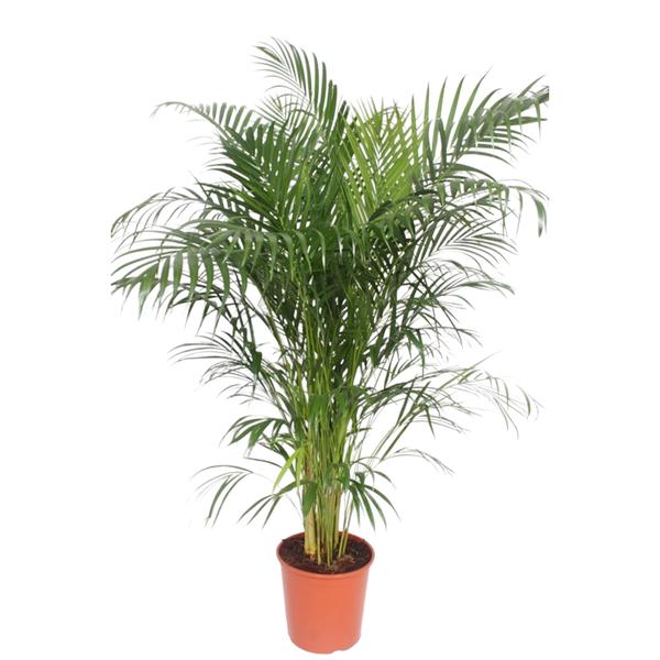 Dypsis Lutescens (Areca Palm)