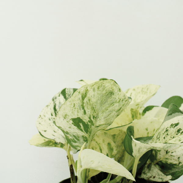 Epipremnum Happy Leaf - Scindapsus - 15cm - ø12 kwartet