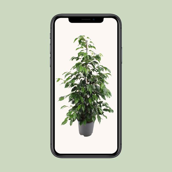 Ficus benjamina Danielle