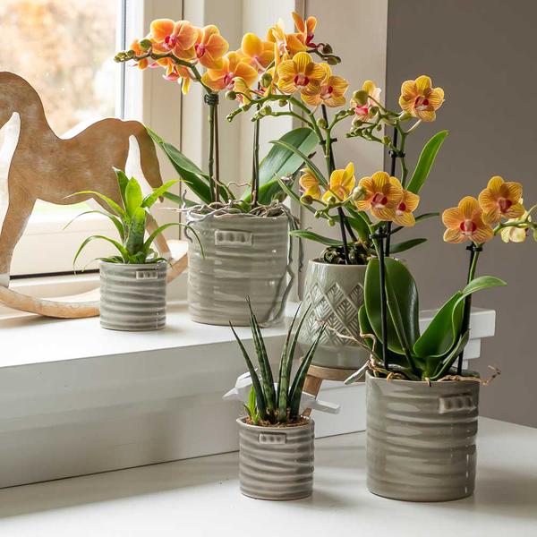 Oranje Phalaenopsis orchidee potmaat Ø9cm