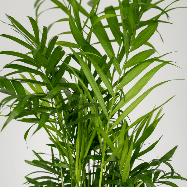 Chamaedorea Elegans (Mexicaanse Bergpalm) - 2 stuks