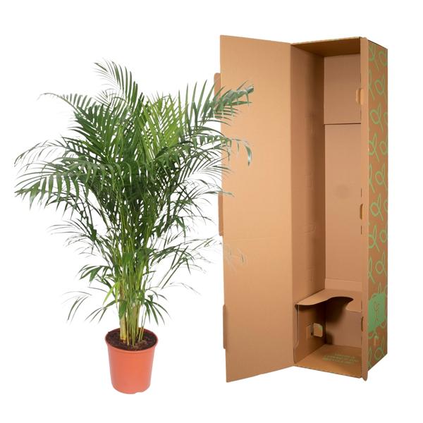 Dypsis Lutescens (Areca Palm)