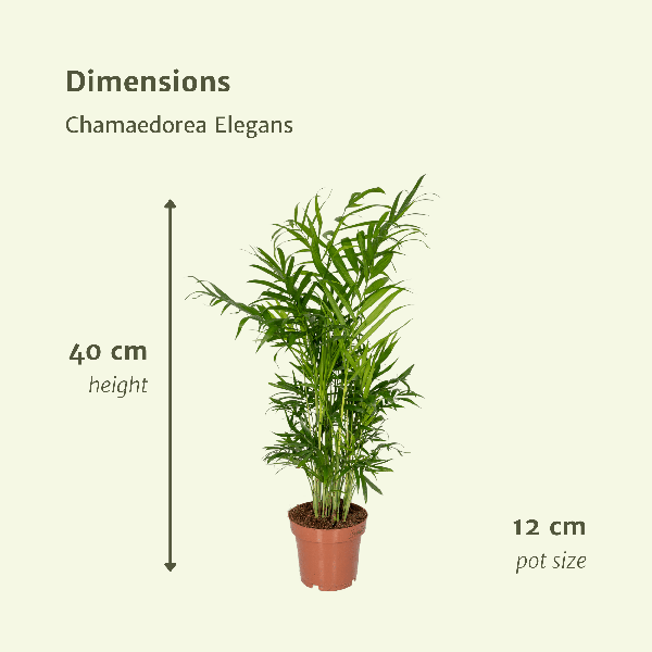 Chamaedorea Elegans (Mexicaanse Bergpalm) - 2 stuks