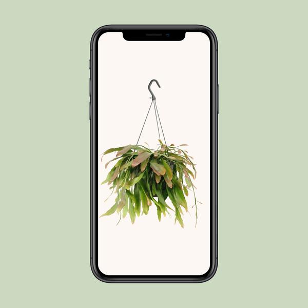 Rhipsalis Red Coral