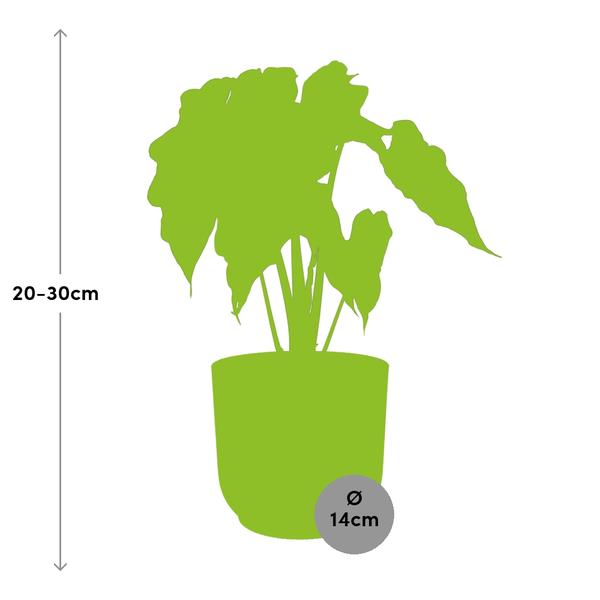#AlocasiaPolly #IndoorPlants #Houseplants #DecorativePlants #PottedPlants #14cmPot #YellowPot #ELHOVibes #VibesFoldPot #ModernPlantDesign #TropicalPlants #EvergreenPlants #OrnamentalPlants #LowMaintenancePlants #HomeDecor #OfficePlants #LivingRoomPlants #UniqueHouseplants #EasyCarePlants #StatementPlant #GreeneryDecor #PlantLovers #UrbanJungle #PlantParenthood #AirPurifyingPlants