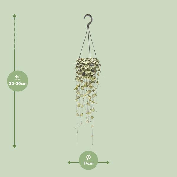 #CeropegiaWoodii
#StringOfHearts
#HangingPlants
#IndoorPlants
#PlantLovers
#GreenDecor
#HousePlantCommunity
#PlantAddict
#UrbanJungle
#PlantParenthood
#TrailingPlants
#BohoPlants
#HangingPlantDecor
#PlantStyle
#CeropegiaLove
#PlantTherapy
#HomeWithPlants
#PlantInspo
#IndoorJungle
#NatureAtHome
