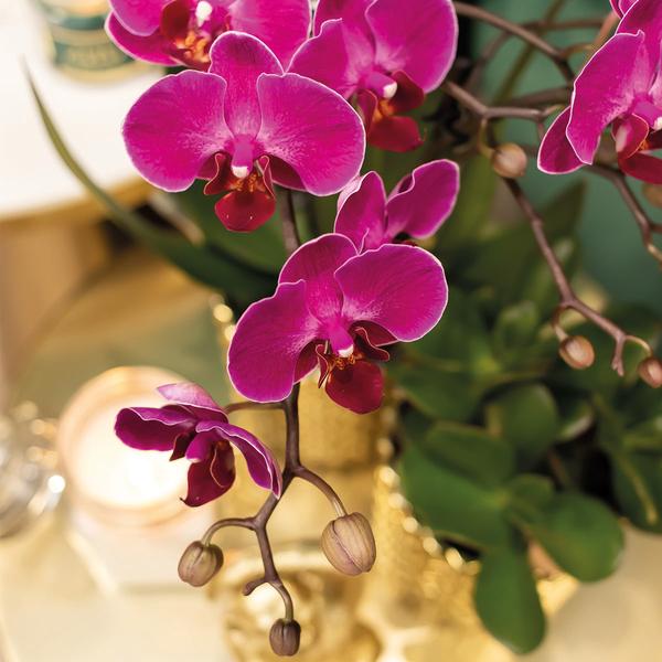 Paarse Phalaenopsis orchidee - Morelia + Diamond sierpot goud