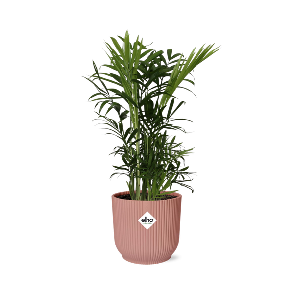 Chamaedorea Elegans in ELHO Vibes Fold roze