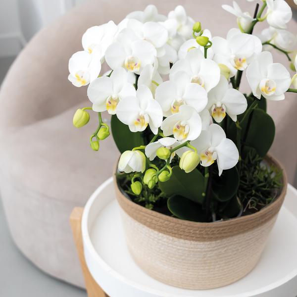 Witte orchideeën set in Reed Basket