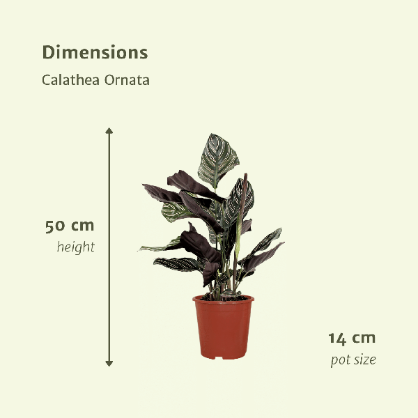 Calathea Ornata - Pauwenplant - set van 2