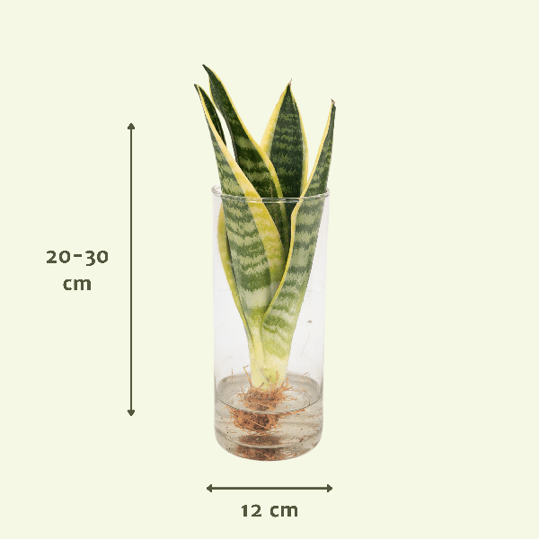 Sansevieria in Cilinderglas – Stijlvolle Groenblijver voor Elk Interieur