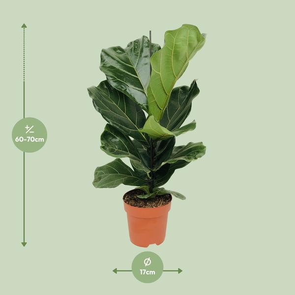 Ficus Lyrata