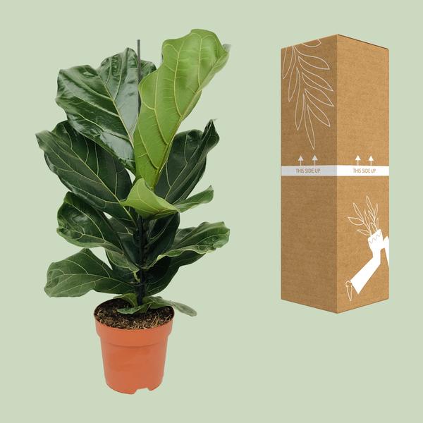 Ficus Lyrata