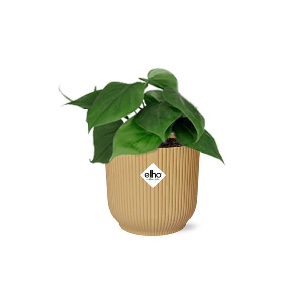 Philodendron Scandens in ELHO Vibes Fold geel