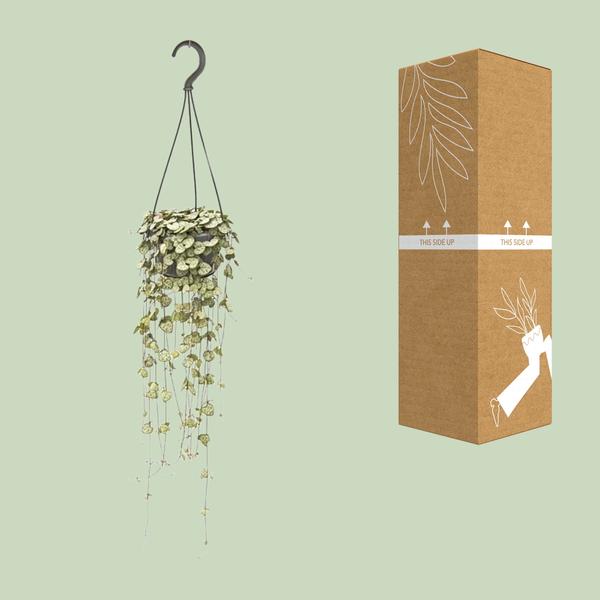 #CeropegiaWoodii
#StringOfHearts
#HangingPlants
#IndoorPlants
#PlantLovers
#GreenDecor
#HousePlantCommunity
#PlantAddict
#UrbanJungle
#PlantParenthood
#TrailingPlants
#BohoPlants
#HangingPlantDecor
#PlantStyle
#CeropegiaLove
#PlantTherapy
#HomeWithPlants
#PlantInspo
#IndoorJungle
#NatureAtHome