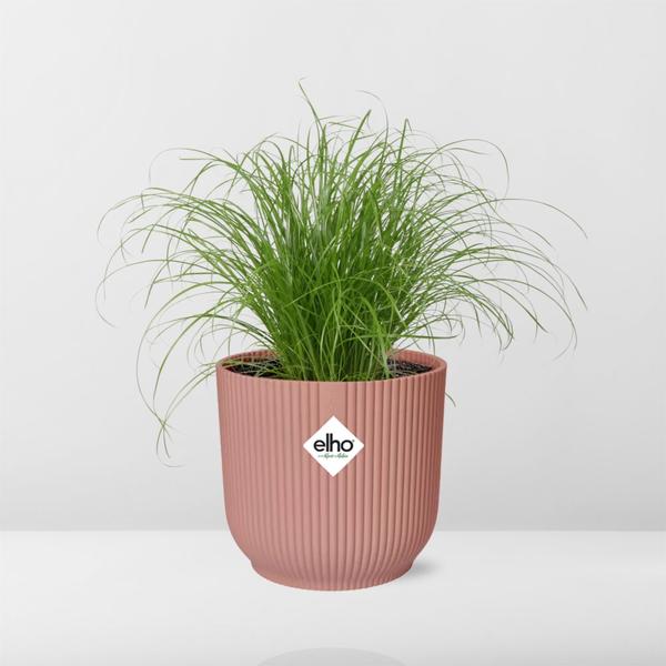 Cyperus Alternifolius Zumula in ELHO Vibes Fold roze