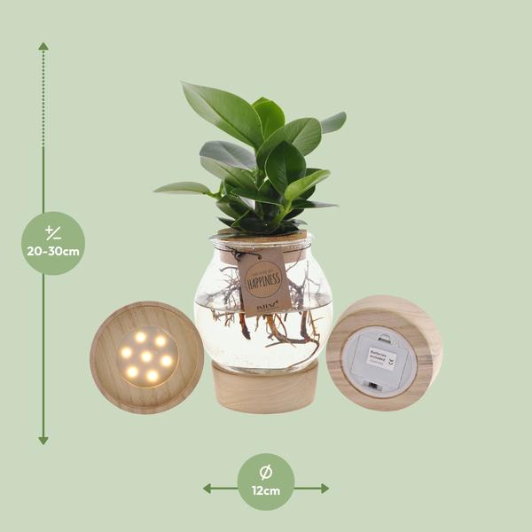 Clusia In Bolglas + Klikkurk + LED