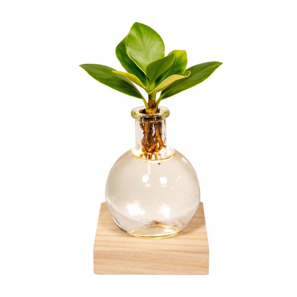 Clusia in Samoa glas met LED verlichting