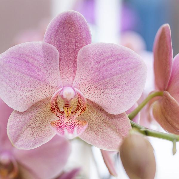 verrassingsbox met 4 verschillende orchideeën