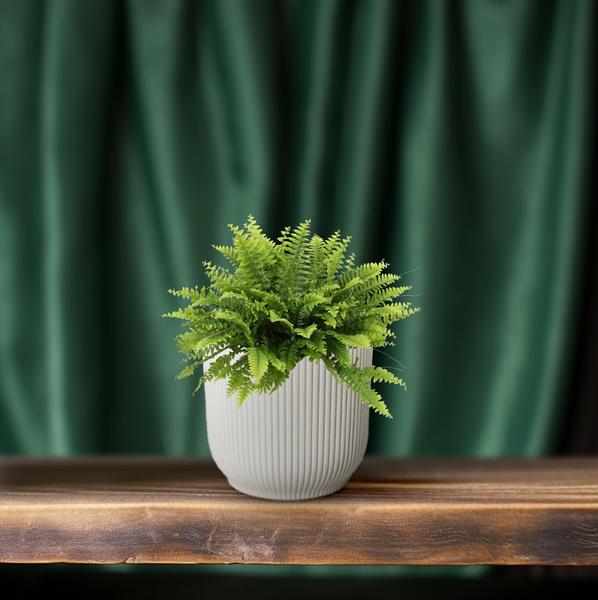 Nephrolepis Boston Green Moment