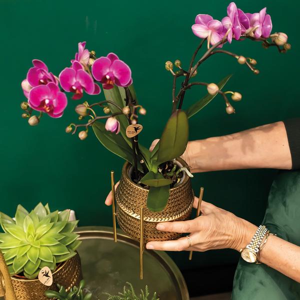 Paarse phalaenopsis orchidee - Morelia + Groove sierpot goud