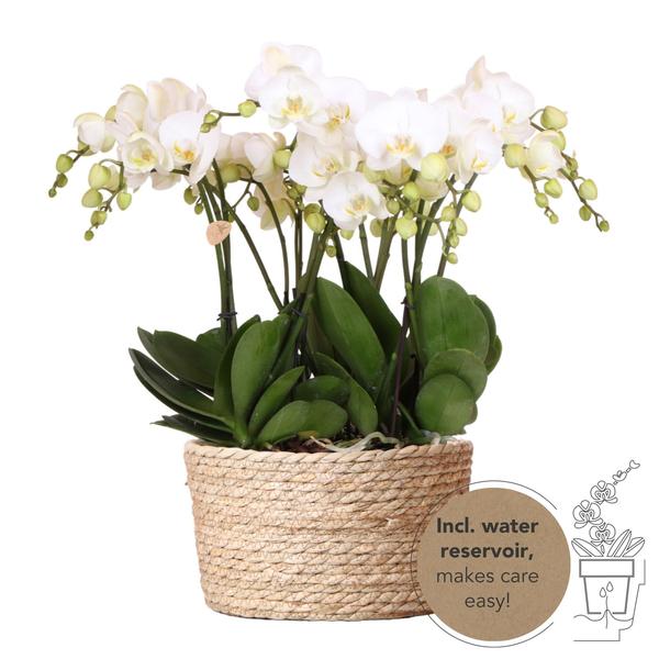 Witte orchideeën set in Reed Basket