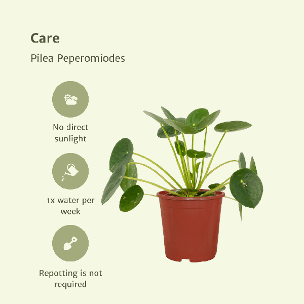 Pilea Peperomiodes - Pannekoekenplant set van 2