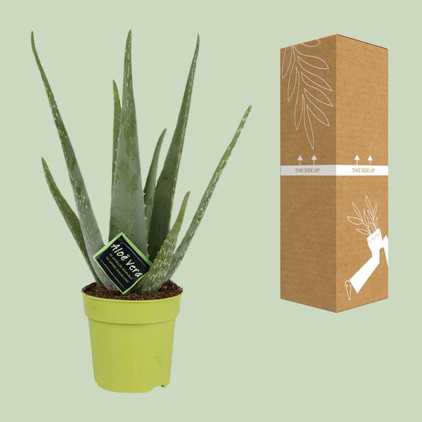 Aloe Vera
