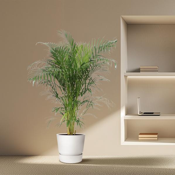 Dypsis Lutescens (Areca Palm)
