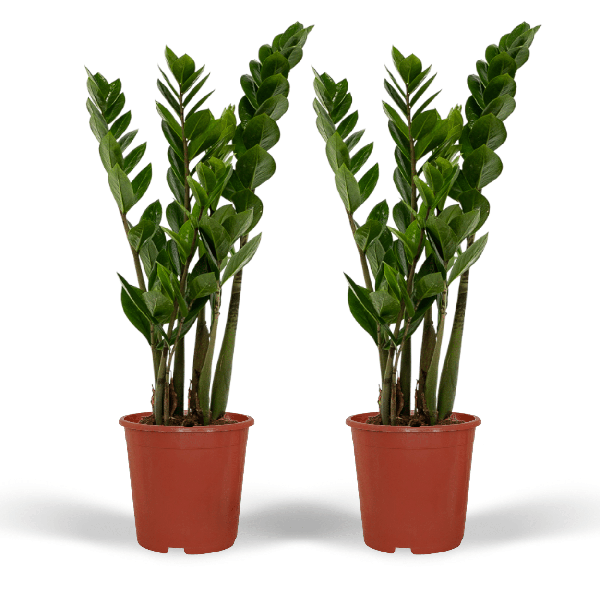 Zamioculcas Zamiifolia - Emerald palm - 50cm - ø14 set van 2