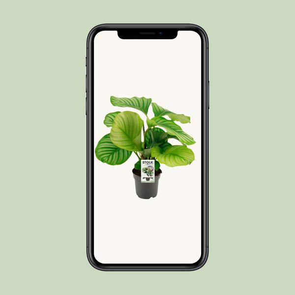 Calathea Orbifolia