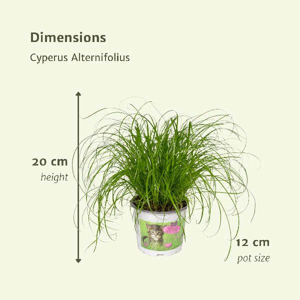 Cyperus Alternifolius (Kattengras) - 4 stuks