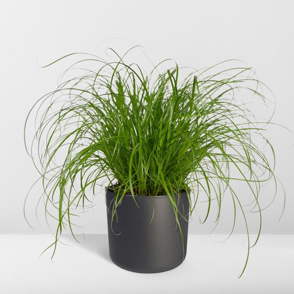 Cyperus Alternifolius - Kattengras
