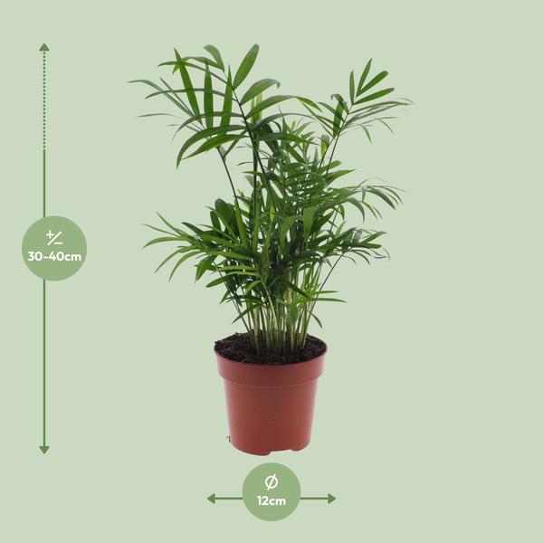 Chamaedorea Elegans - Mexicaanse Bergpalm