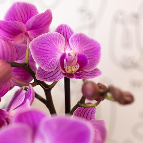 Paars/ roze Phalaenopsis orchidee - Mineral Vienna