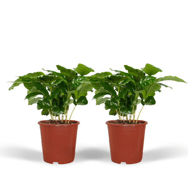 Coffea Arabica (Koffieplant) - 2 stuks